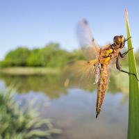 Four Spotted Chaser Dragonfly wideangle 2 